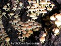 Hypholoma fasciculare-amf981-1